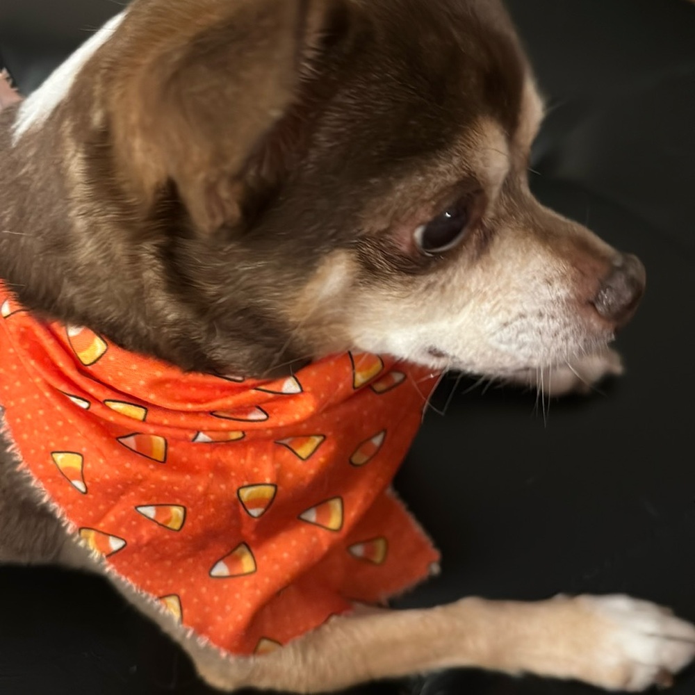 Candy corn bandana